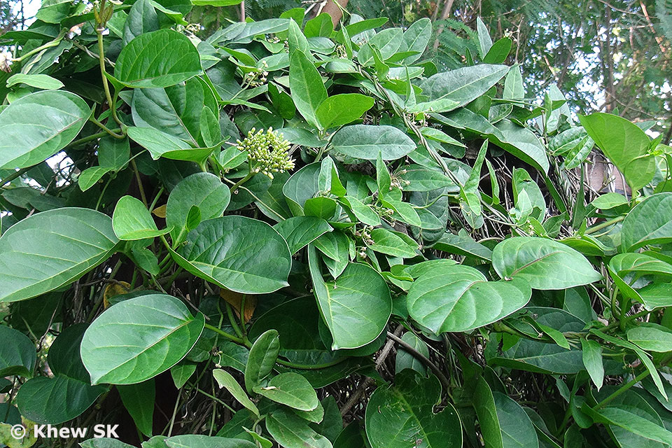 Butterflies of Singapore Butterfly Photography at Our Local Parks