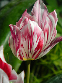 Purple streaked tulip Allan Gardens Conservatory 2015 Spring Flower Show by garden muses-not another Toronto gardening blog