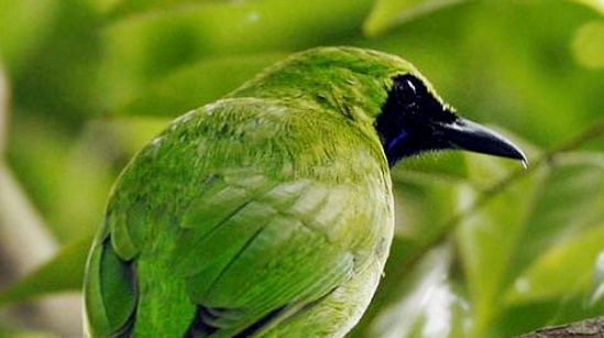 hobi burung kicau TIPS MEMILIH CUCAK HIJAU YANG BAGUS