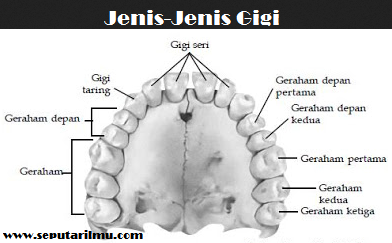 apa itu gigi struktur dan fungsinya lengkap | IDBiodiversitas.com