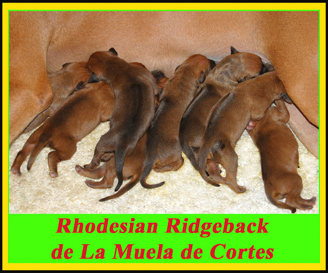 Cachorros Rhodesian Ridgeback Diciembre 2012