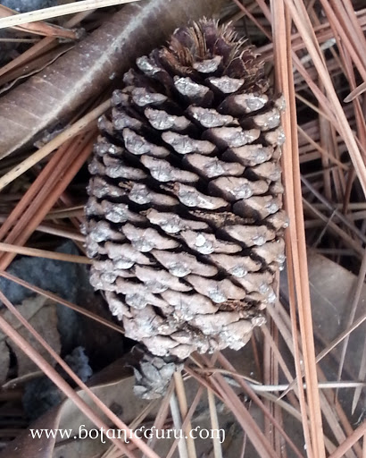 Gymnostoma nobile, Borneo Ru seed