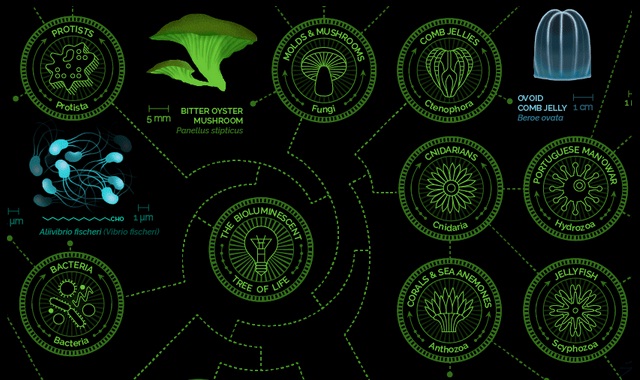 Image: A visual compendium of bioluminescent creatures #infographic