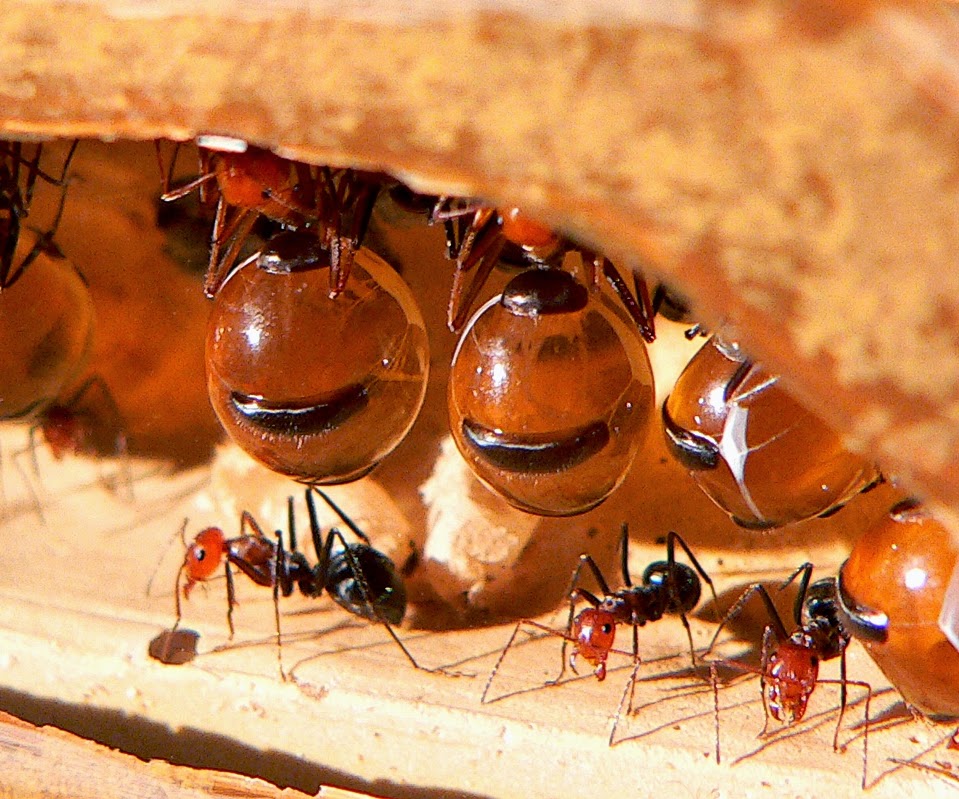 Honeypot Ants Fun Animals Wiki, Videos, Pictures, Stories