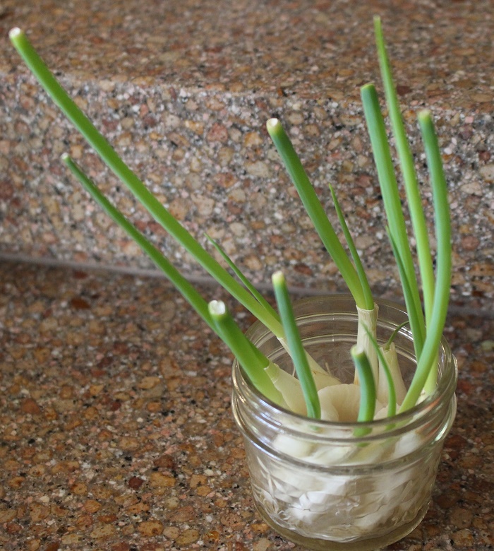 How to Grow Green Onion in Your Kitchen It has grown on me!