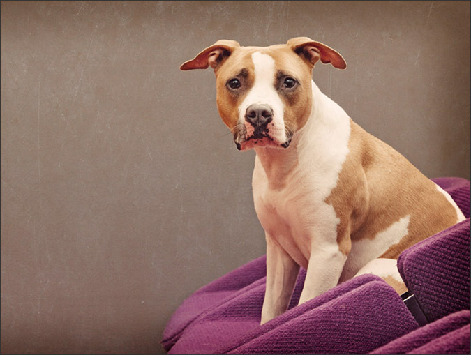 Notes from the Pack - a dog blog. Beautiful portraits of pit bulls from Mod4 Photographic.