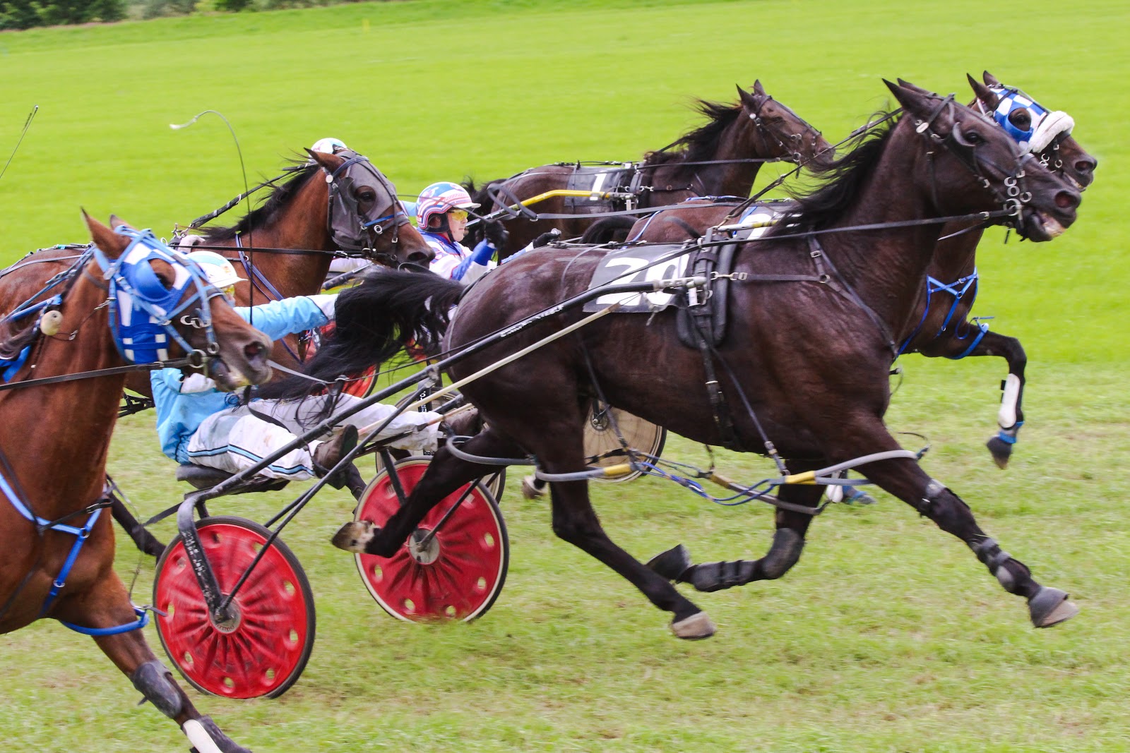 Tandemcart and curricle at Van der Wiel harness makers, 4 nov 2017 