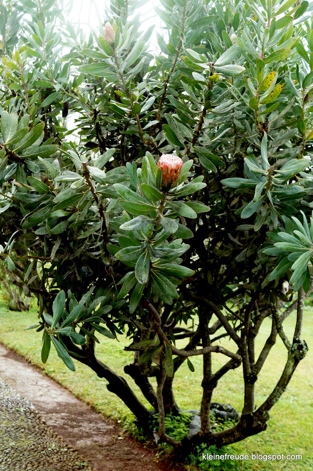 kleine freude Minha querida Madeira / 1