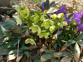 Hellebores and crocuses at Toronto Botanical Garden by garden muses-not another Toronto gardening blog