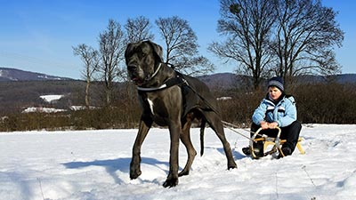 Great Dane