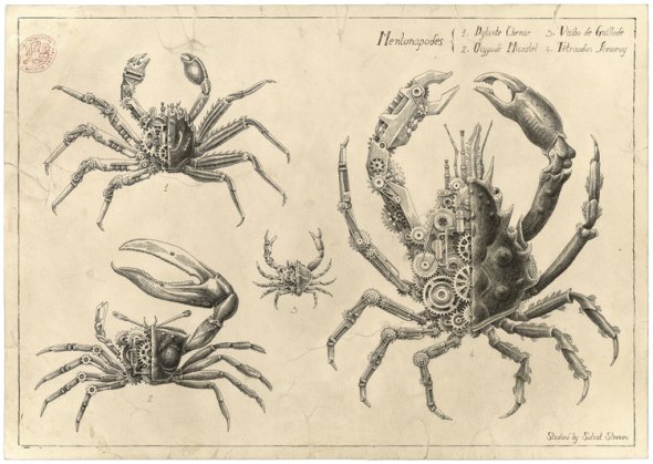 Steeven Salvat ilustrações mecânicas biológicas de animais crustáceos desenhos científicos vintage