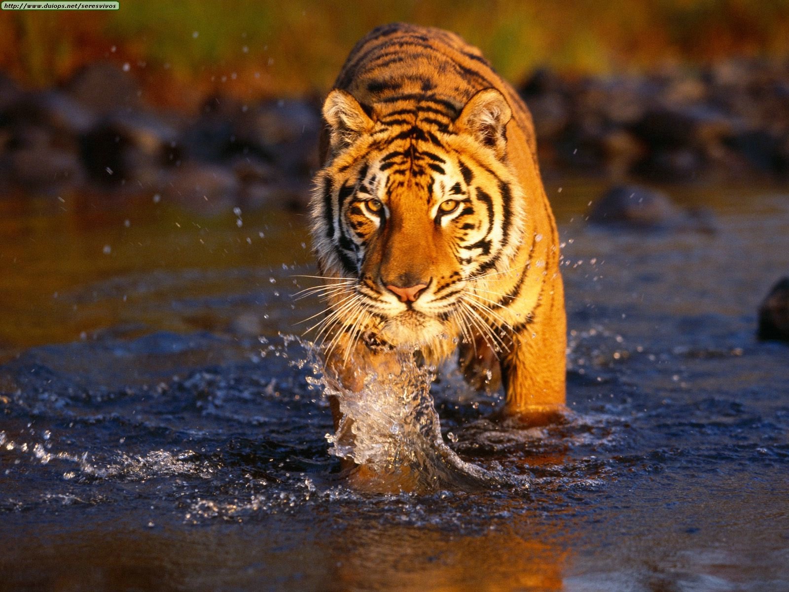 Royal Bengal Tiger In Bangladesh Pet Care