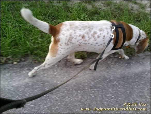 My hound dog Valentino, nose to the ground, walks our way home.