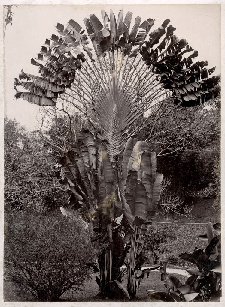 Ravenala (Ravenala madagascariensis) or Traveller's Palm - Ceylon (Sri Lanka) c1880's
