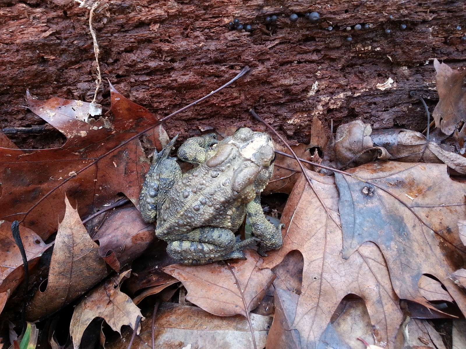 Do American Toads Hibernate | Faceless Toad Discovered in Forest in ...