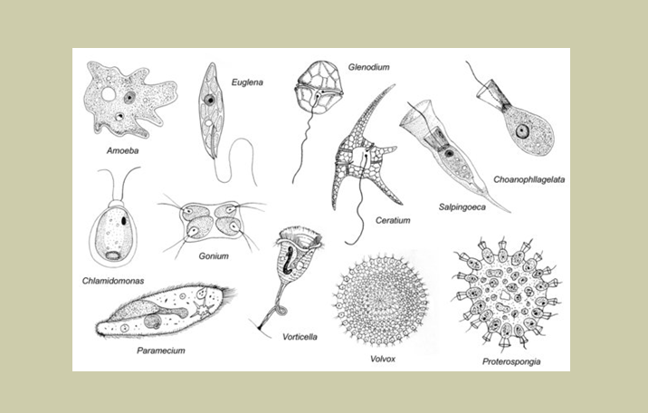 Filum dengan protozoa dalam menggunakan bergerak cambuk hewan bulu termasuk yang ZOLOGI INVETEBRATA:
