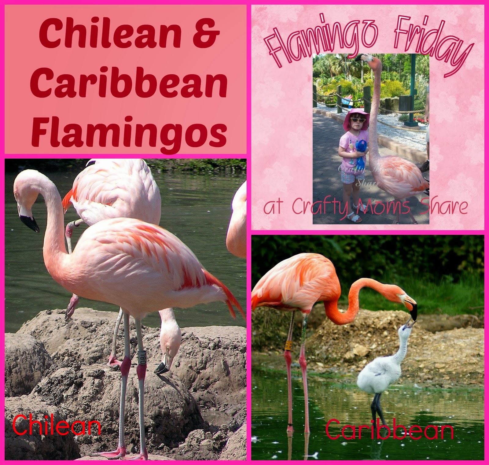 Iphone 14 pro flamingo