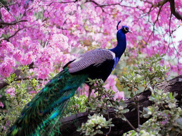 Color in our World: Peacock Themed Weddings
