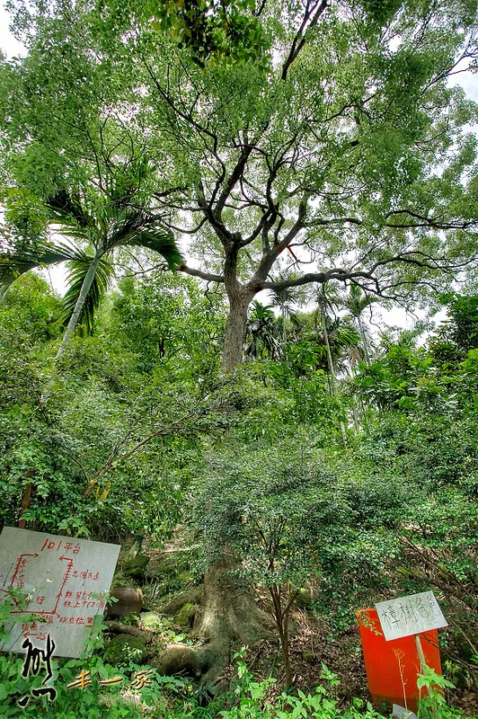 鳥瞰桃園盆地景點|五十份山登山步道