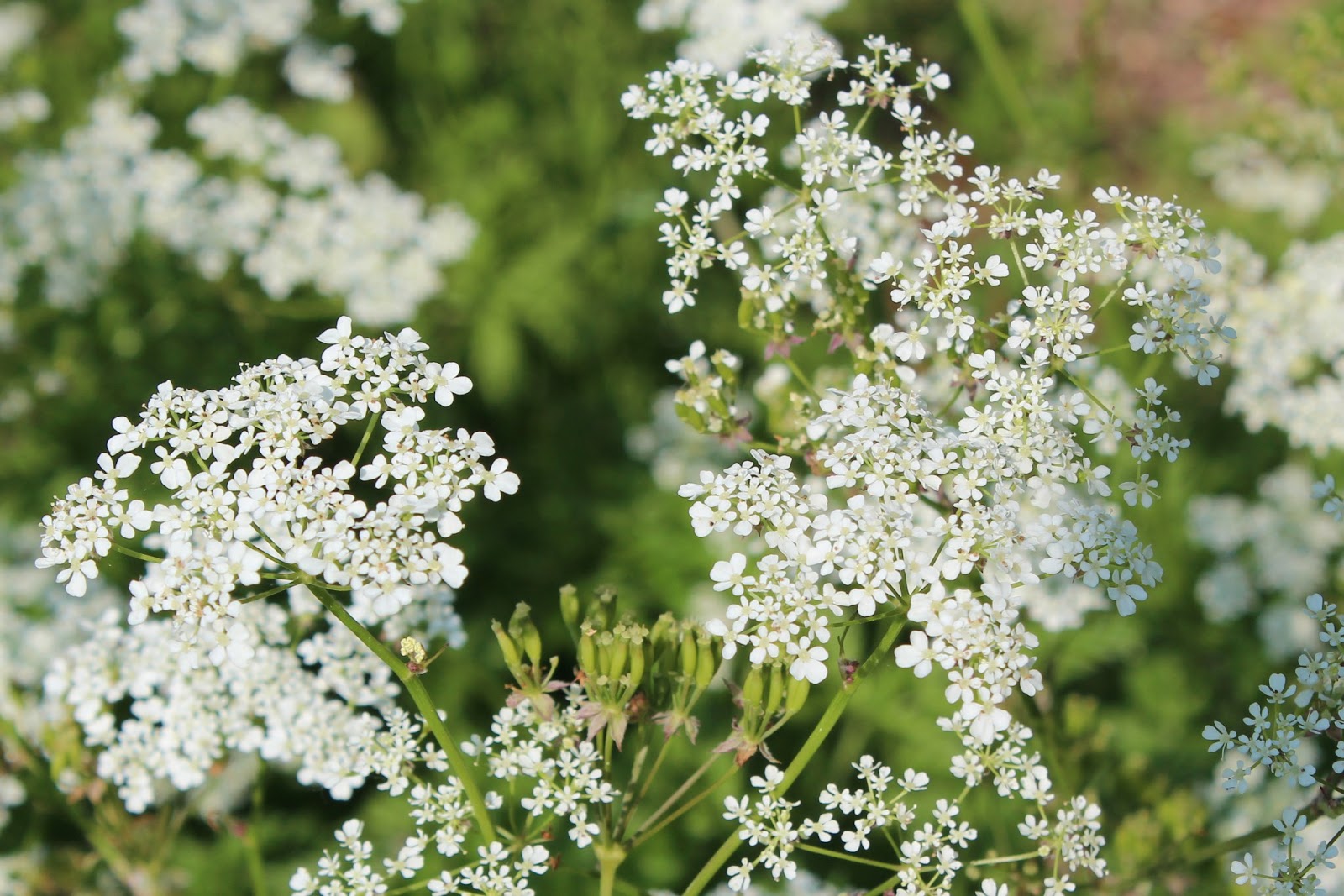 Wilde Planten: Schermbloemen