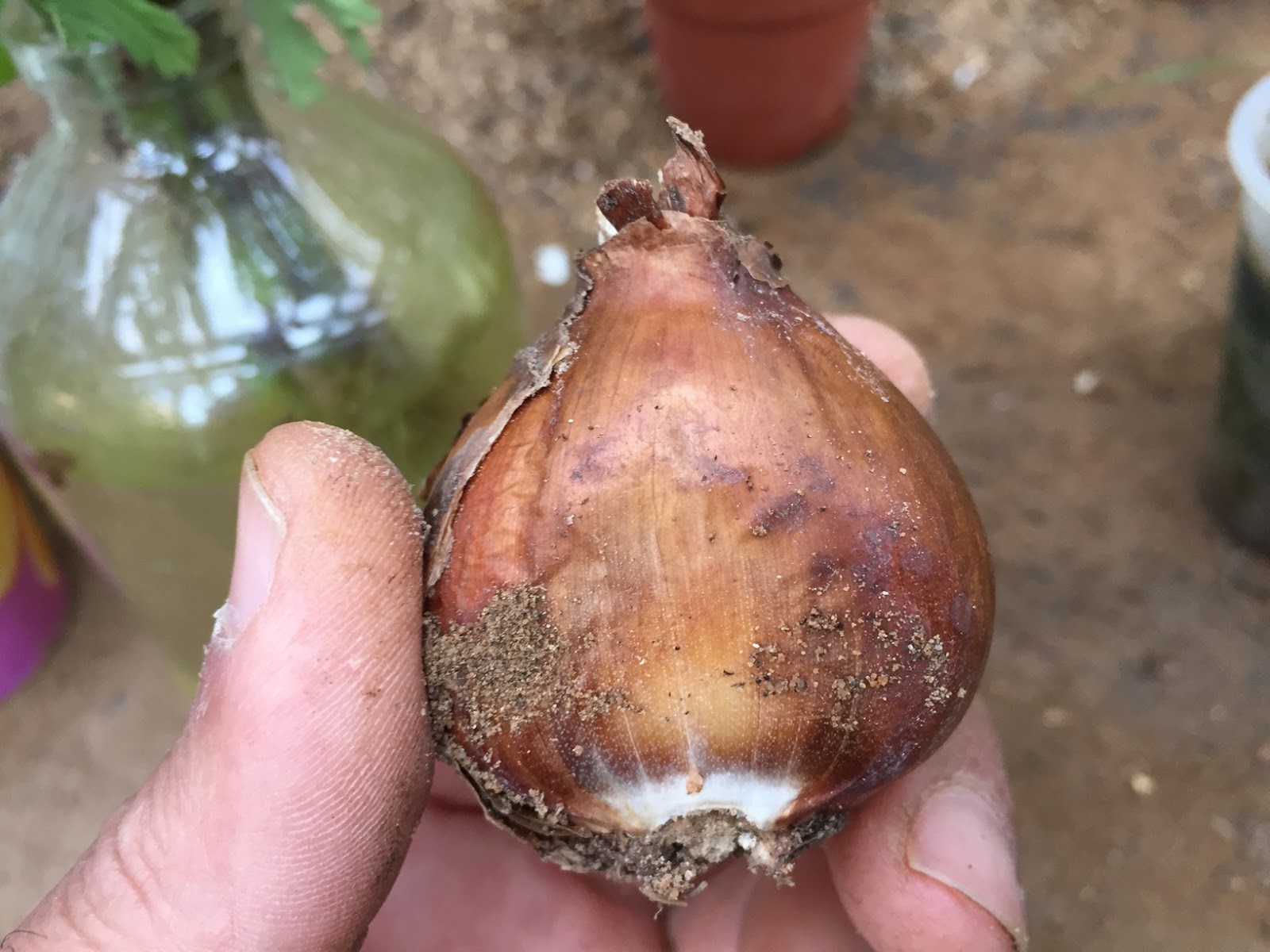 How to Plant & Care for Narcissus Bulbs