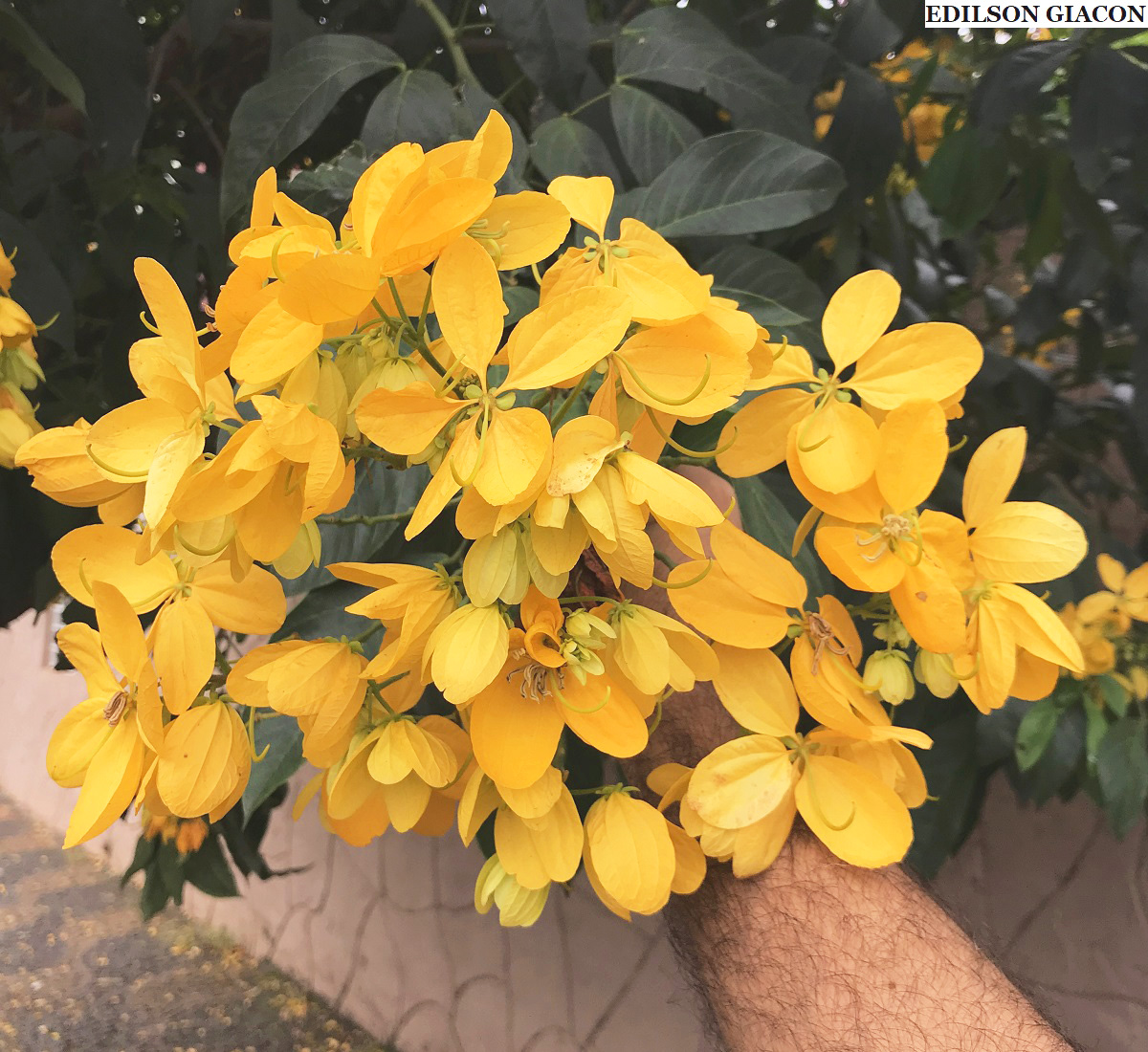 Viveiro Ciprest - Plantas Nativas e Exóticas: Fedegoso ou Bolão de Ouro (  Senna macranthera )