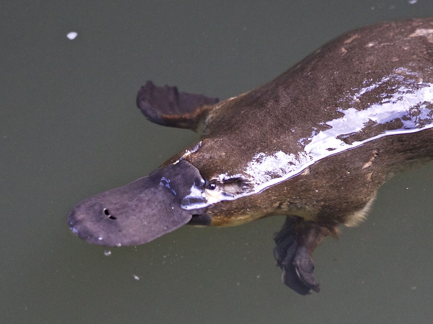 Platypus Funny looking animals, Duck billed platypus, Mammals