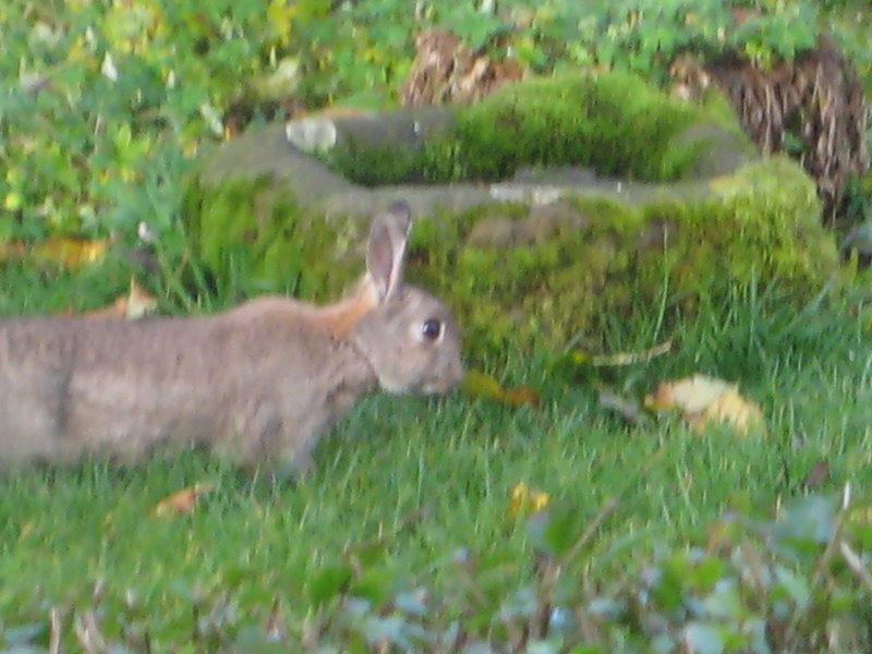 The Weaver of Grass Down on the farm.