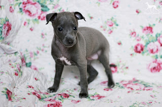 Italian Greyhound puppy