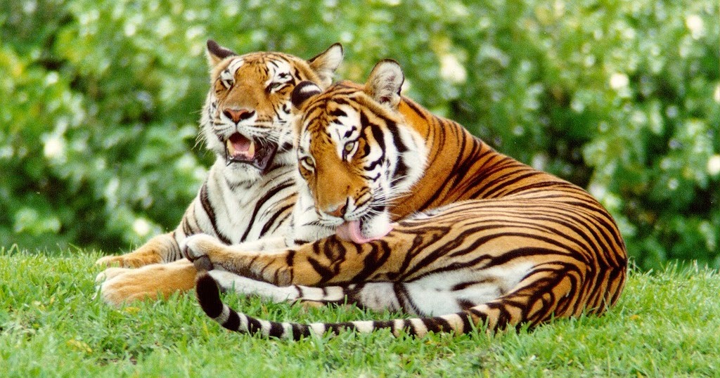 Золотой тигр популяция. Zoo TV животные. Nepal Tigers - open Eyes. Nepal Tigers - my Makimono.
