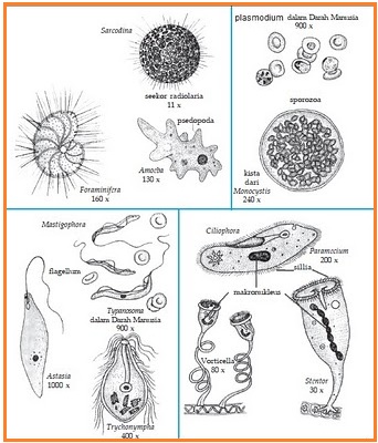 Persamaan plasmodium paramecium dan euglena adalah