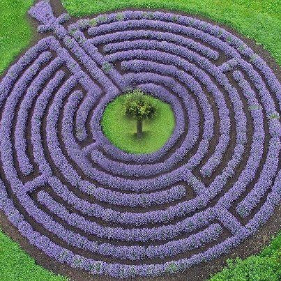 lavender labyrinth 