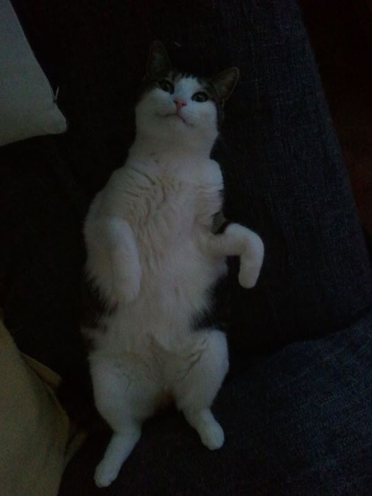comment soulager chaleur chat