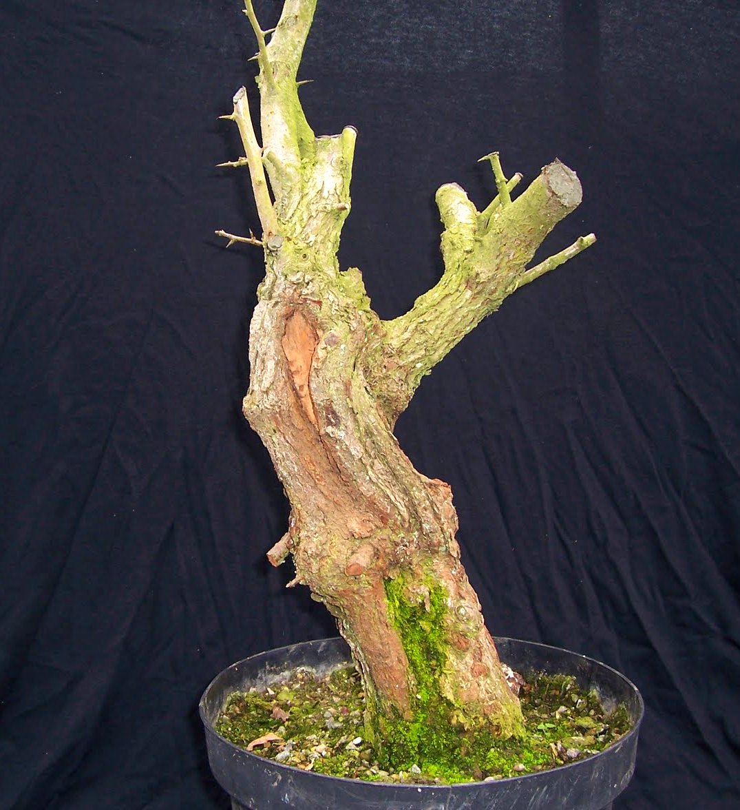 MiKo Bonsai Yamadori Hawthorn