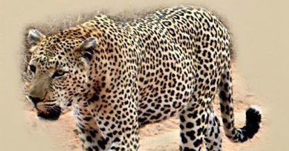 Celalettin Tutkun Egitimci Yazar Son Leopar