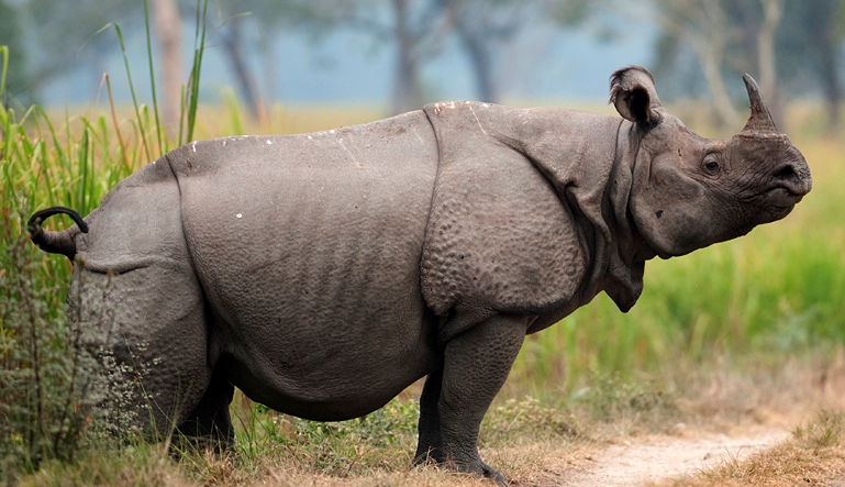 Animal's HD Images Photos Wallpapers free Download: @2018 Indian Rhinoceros  Animal HD Images Photo