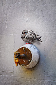 Pigeon graffiti on water tap in Barcelona