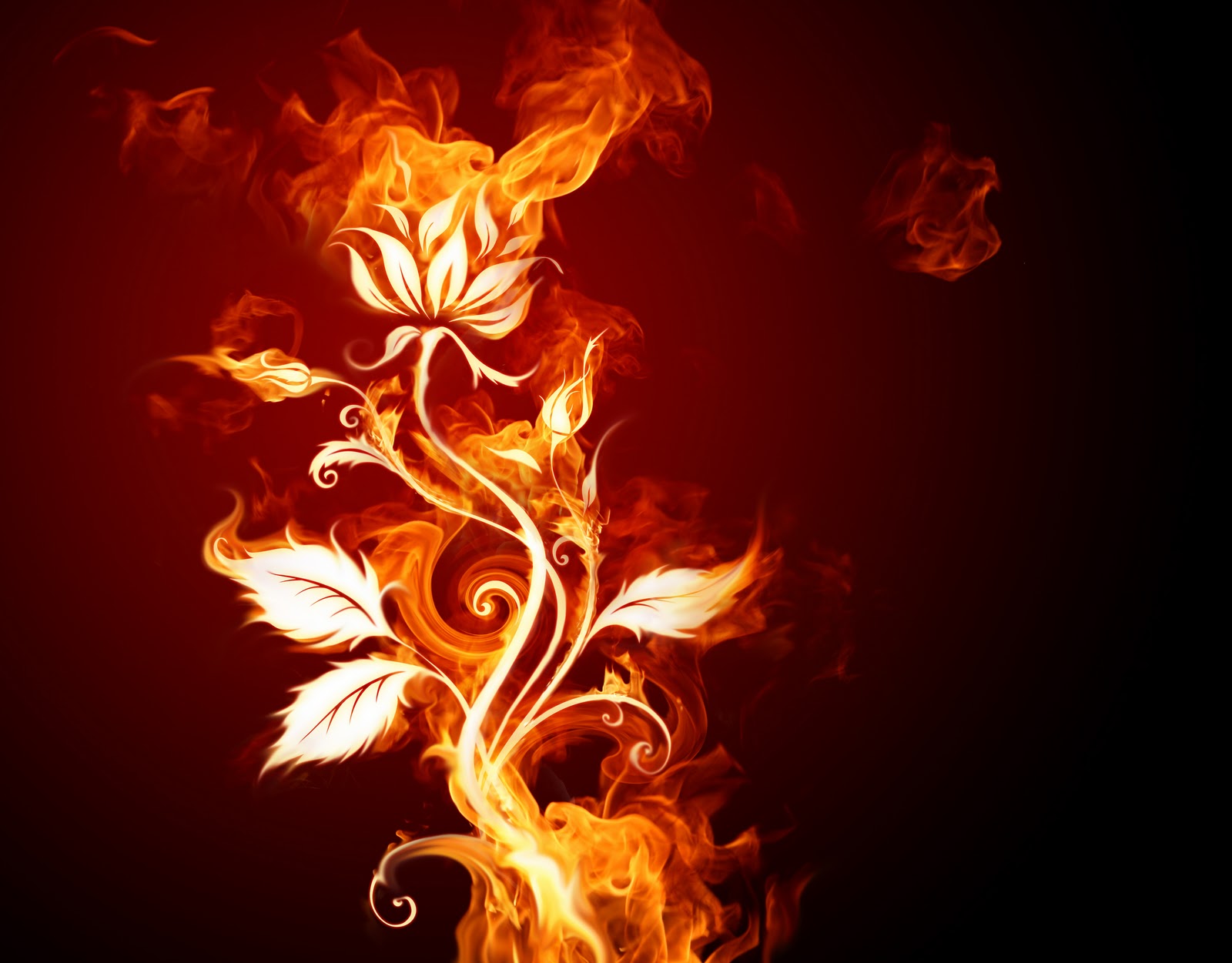 All free Pictures and Wallpapers Flower on fire