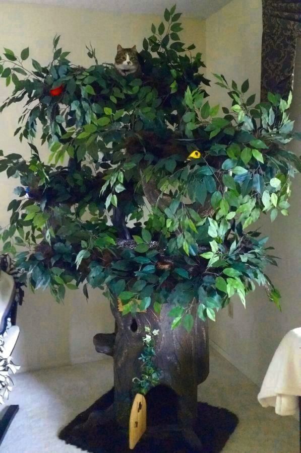 FairyTale Cat Trees May 2017