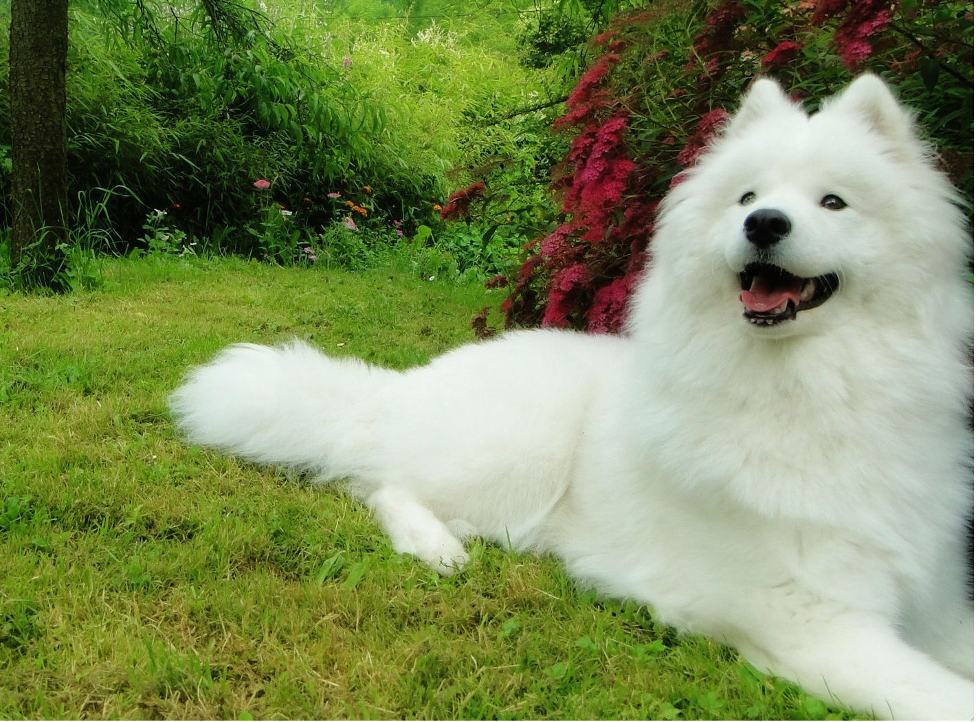 The Most Expensive Dog Breeds In The World