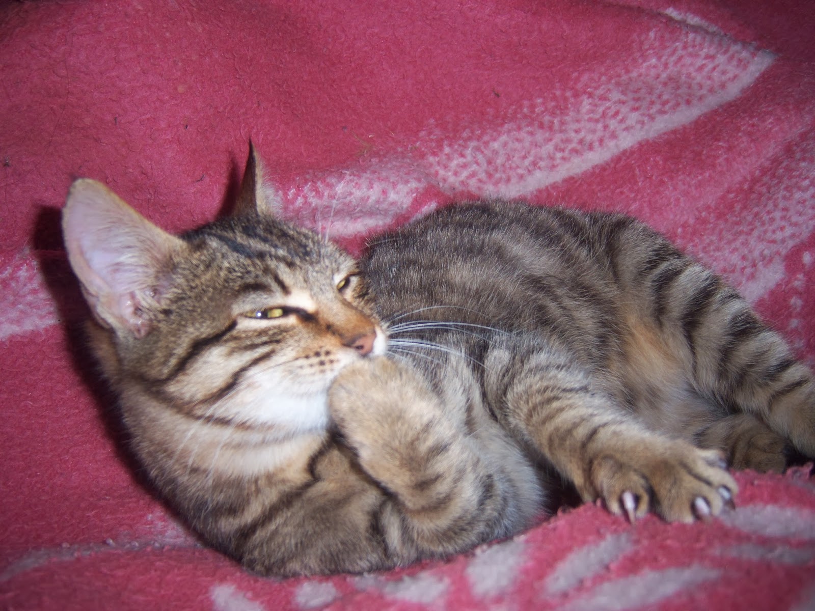 Tawşi�nin Dünyası KARDEŞİ DONARAK ÖLDÜ!