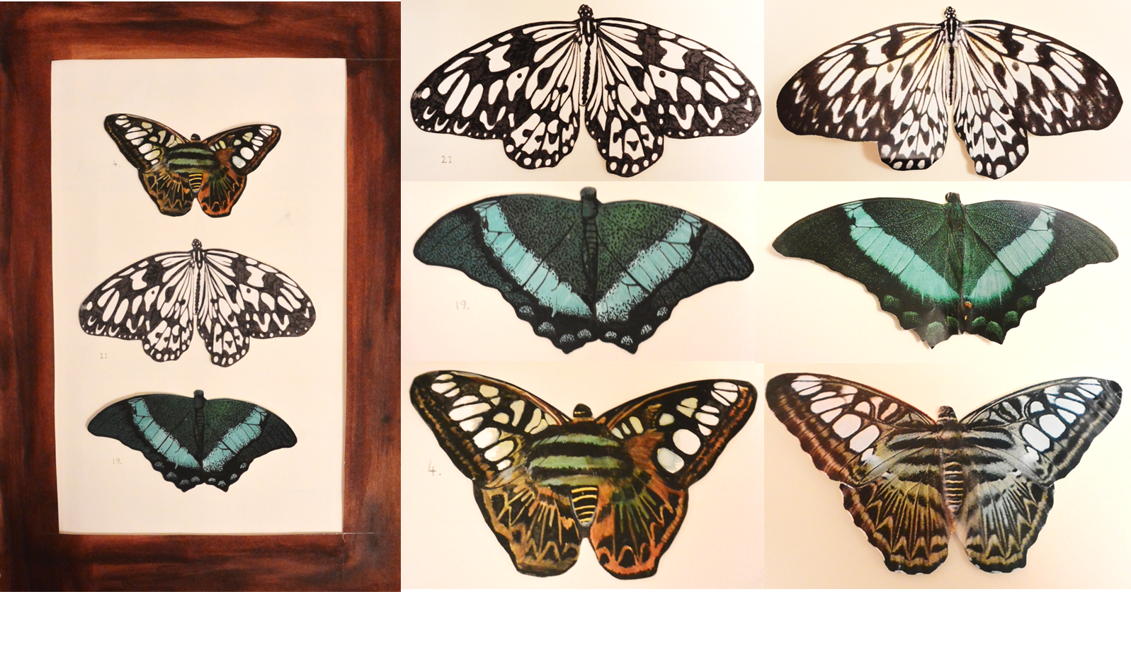 Fine Art Portfolio Paintings of Butterflies