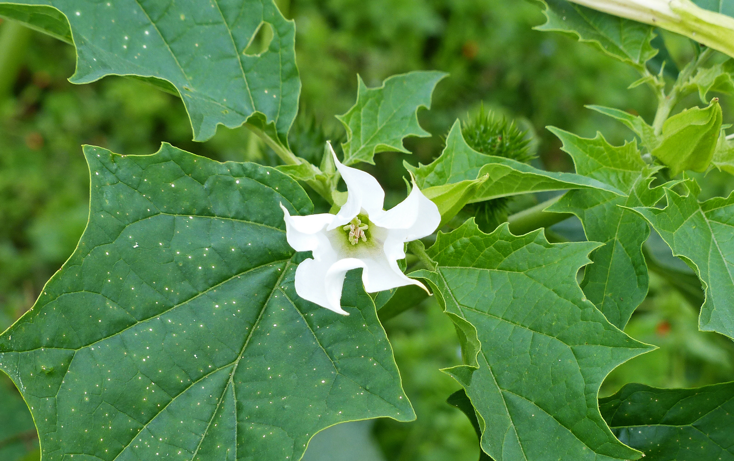 Around Perranuthnoe Thorn Apple