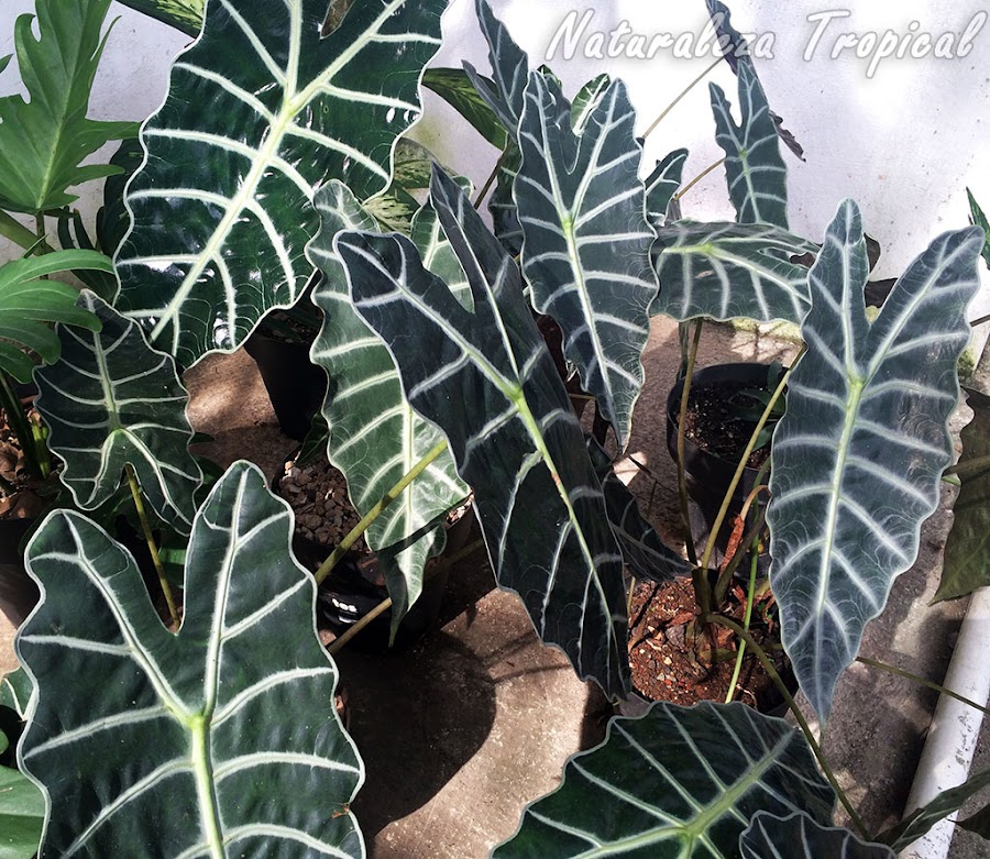 La planta Cara de Caballo o Cara de Burro, Alocasia sanderiana