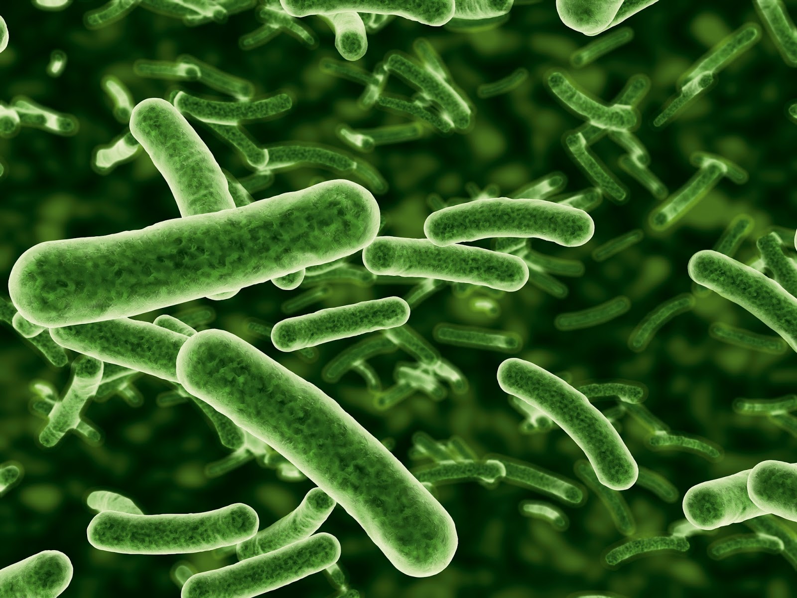 bacterii bacili vierme medicamente pentru copii pentru prevenire