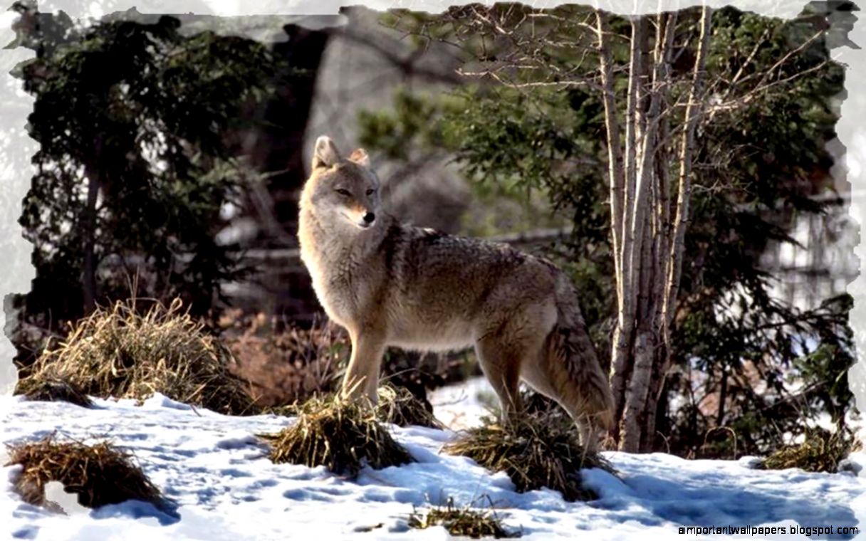 CANIS LATRANS COYOTE WALLPAPER   69617   HD Wallpapers