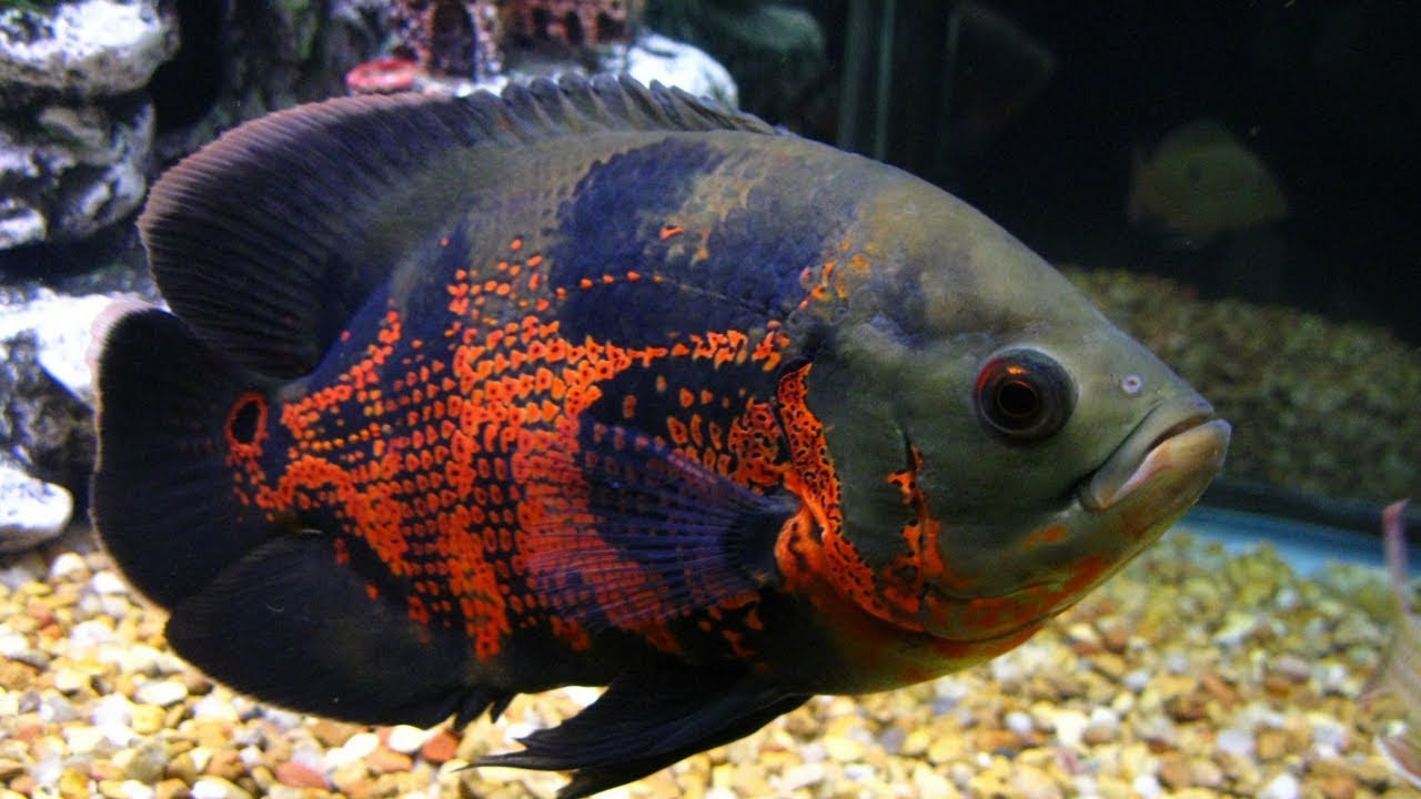 Jenis Ikan Predator Yang Bisa Di Pelihara Di Aquarium Ternak