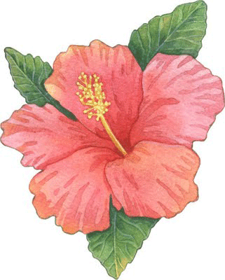 Dibujo de hibiscus 