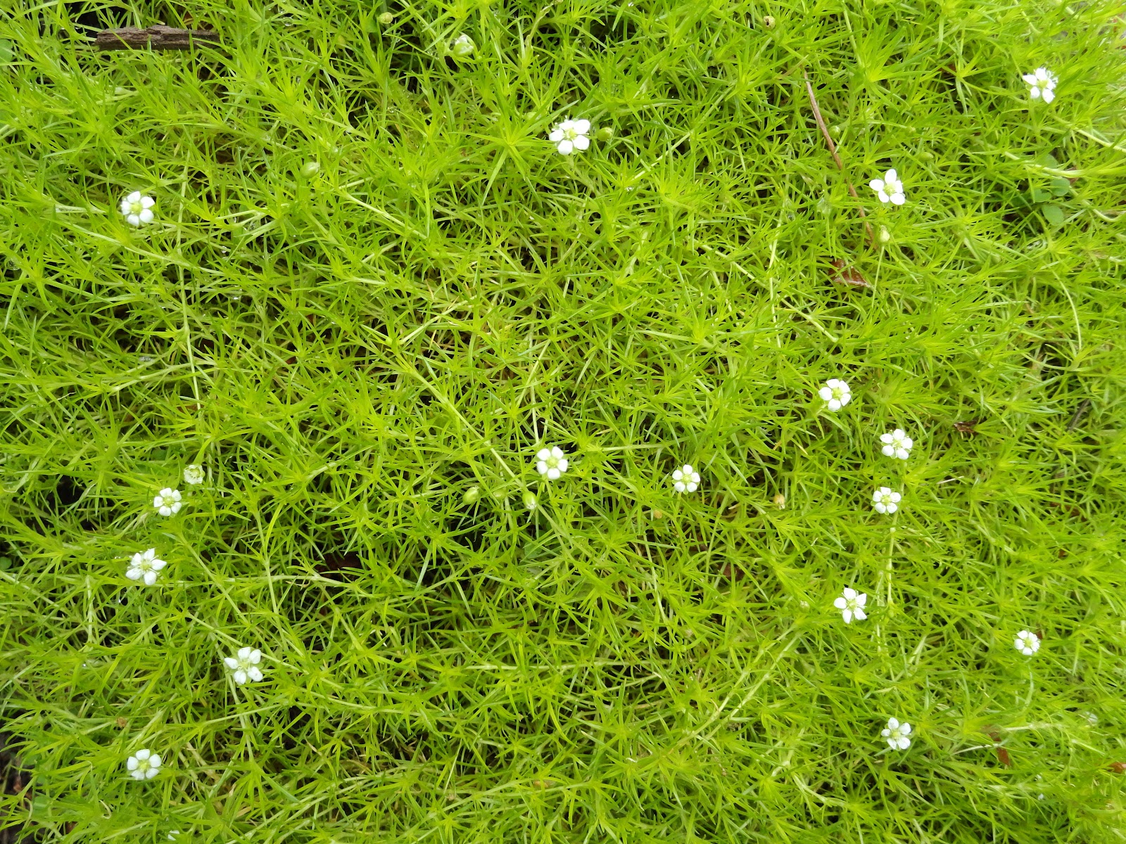 мшанка шиловидная мосс. мшанка шиловидная семена. сагина шиловидная мшанка. мшанка ирландский мох. мшанка ирландский мох.