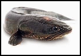 Tips Jitu Mancing Ikan Gabus Dengan Teknik Casting Agar Sukses
